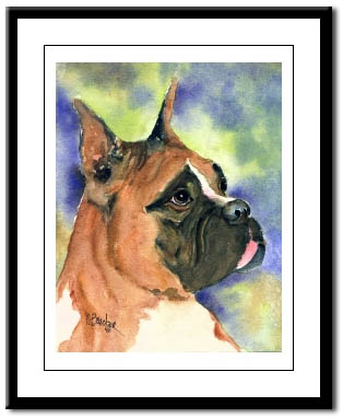 boxer