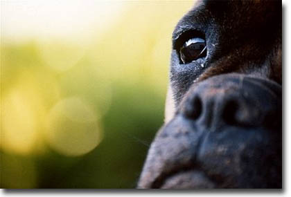 boxer picture
