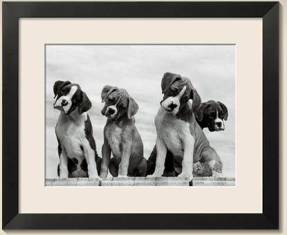 boxer puppies