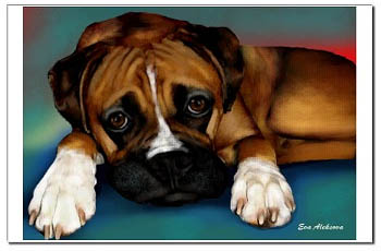 boxer puppy