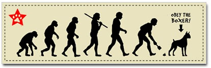 boxer dog evolution