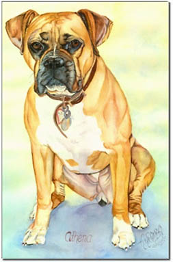 fawn boxer dog