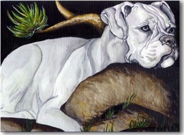 white boxer