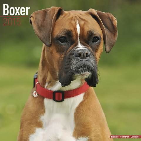 Uncropped Boxer dog Calendar