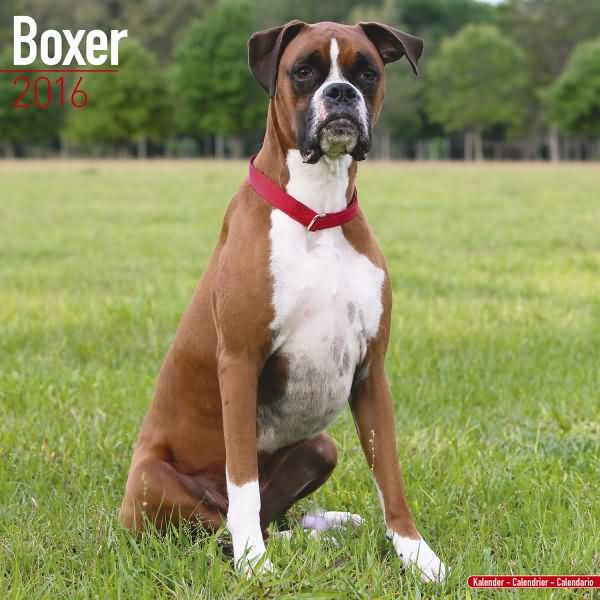 Uncropped Boxer dog Calendar