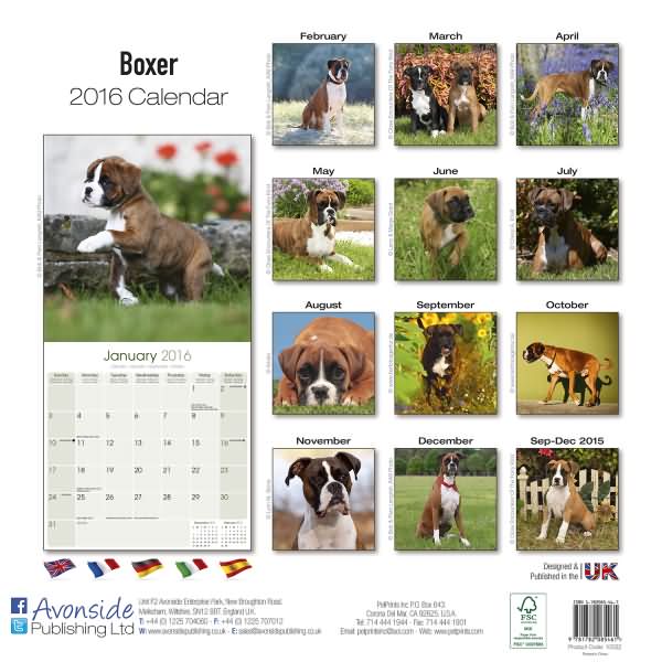 Uncropped Boxer Dog Calendar