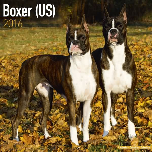 Boxer dog Calendar 216