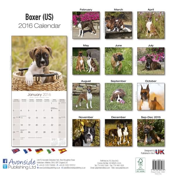 Boxer Dog Calendar 2016