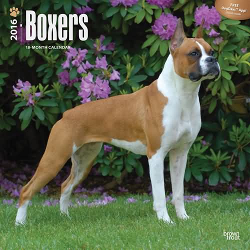 Boxer dog Calendar