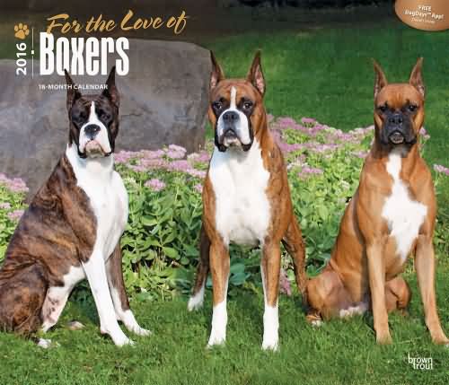 Boxer dog Deluxe Calendar 2016