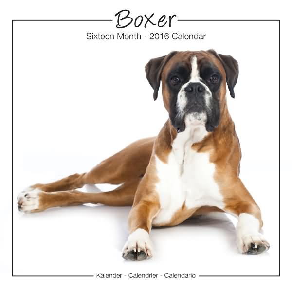 Boxer dog Calendar 2016