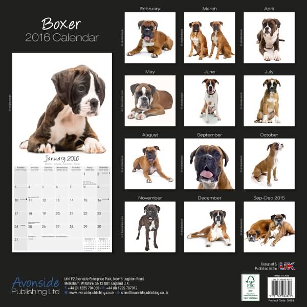Boxer Dog Calendar 2016
