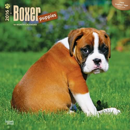 Boxer dog Puppies Calendar