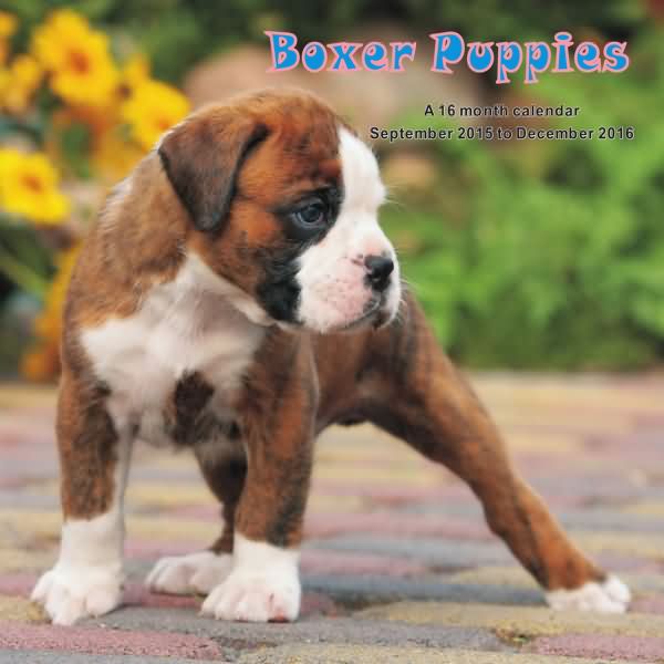Boxer dog Puppies Calendar 2016