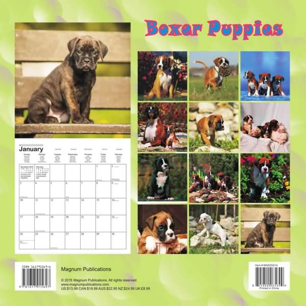 Boxer Dog Puppies Calendar 2016