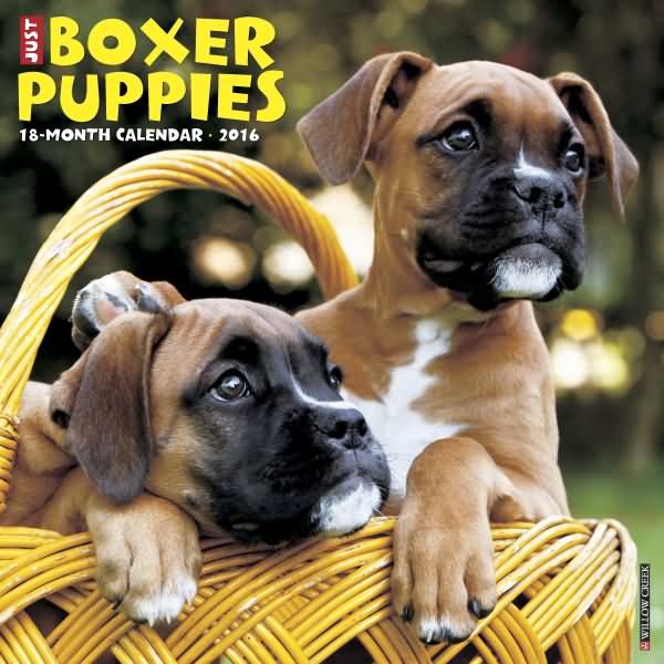 Just Boxer dog Puppies Calendar