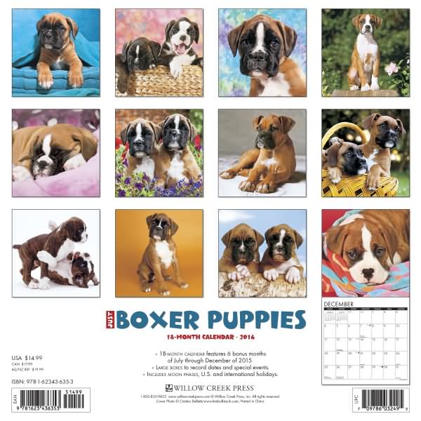Just Boxer Dog Calendar 2016