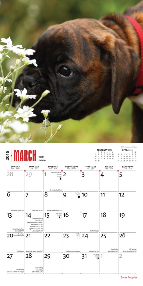 Boxer Puppies Mini Wall Calendar