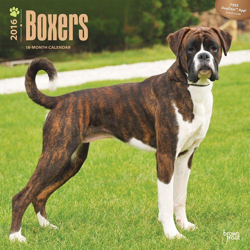 Boxer dog Calendar 2016
