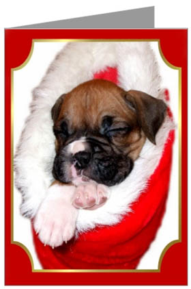 Boxer Puppy Christmas Cards
