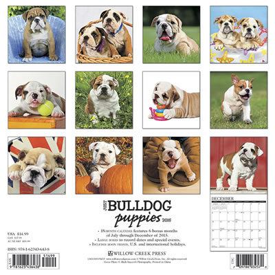 Bulldog Puppies Calendar