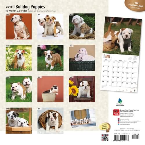 Bulldog Puppies Calendar 2016