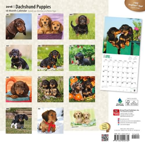 Dachshund Puppies Calendar