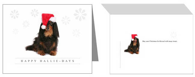 long haired dachshund christmas cards