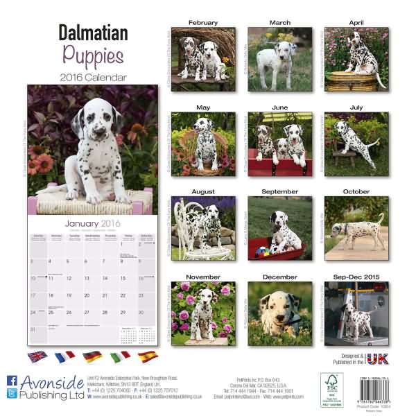 Dalmatian Puppies Calendar