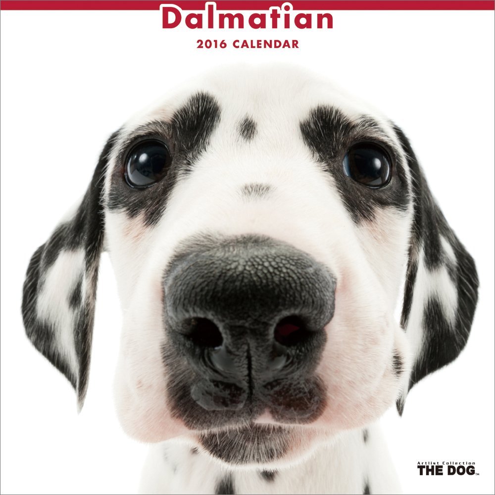 THE DOG Wall Calendar 2016 Dalmatian