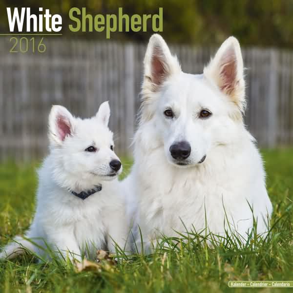 White Shepherd Calendar 2016