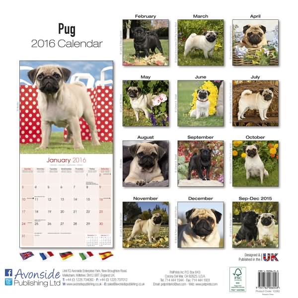 pug calendar 2016