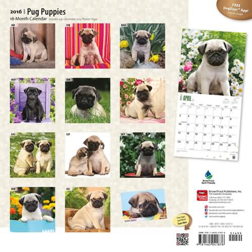 pug puppies calendar 2016