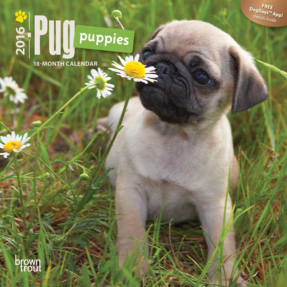Pug Puppies 2016 Small Wall Calendar