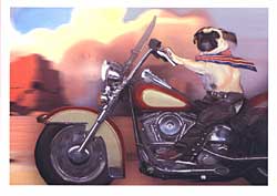 Pug On Motorcycle