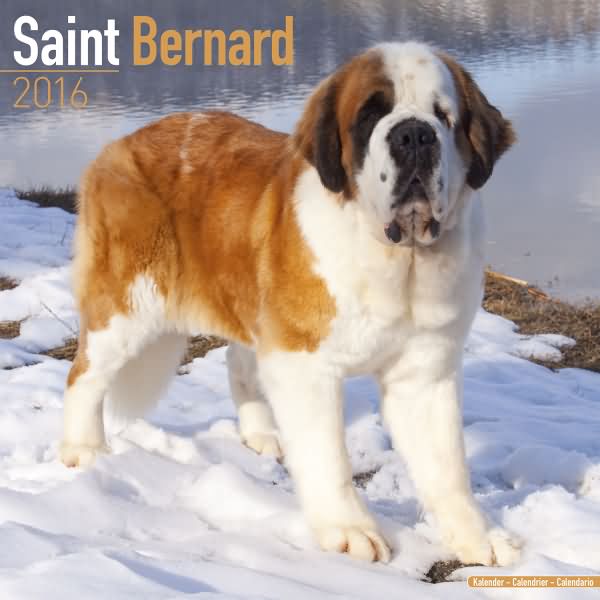 Saint Bernard Calendar