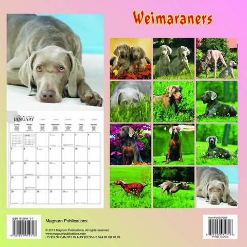 Weimaraner Calendar