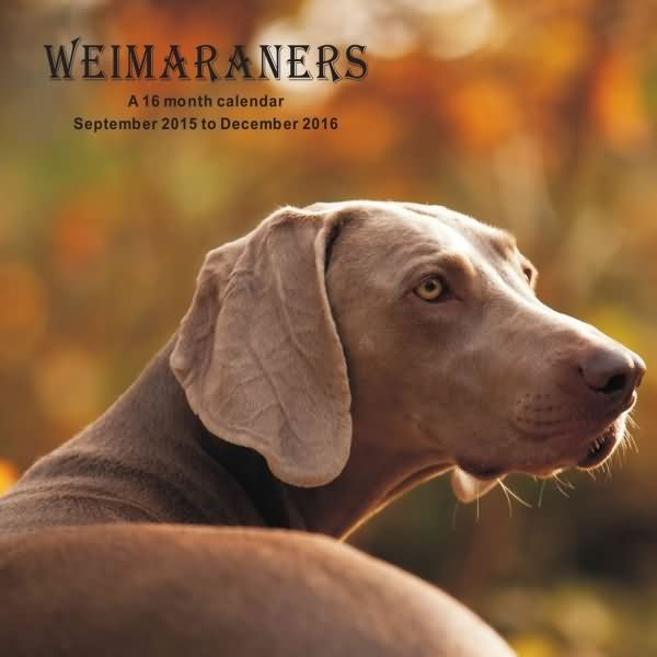 Weimaraner Calendar