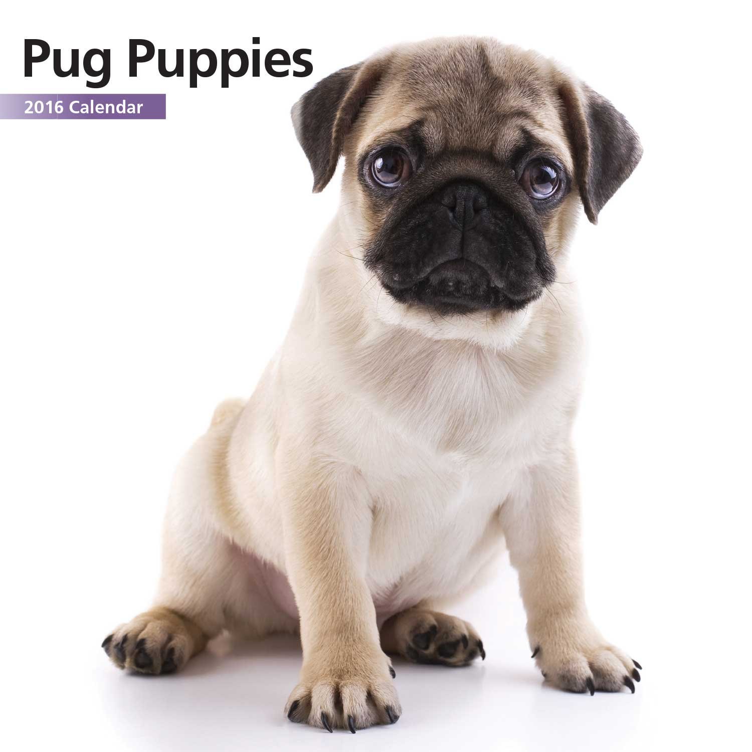 Pug
