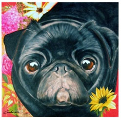 black pug