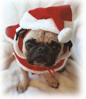 christmas pug