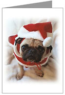 christmas pugs